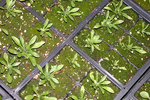 Algas en crecimiento en la superficie de un medio de cultivo