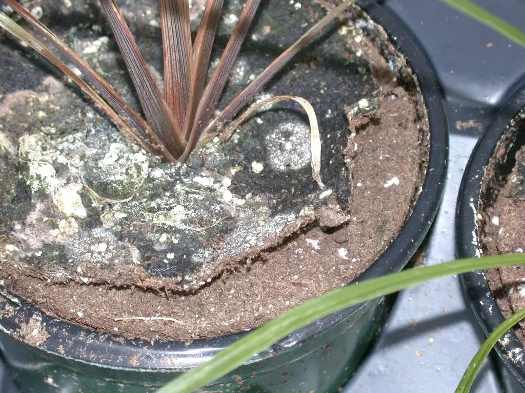 Una vez que la superficie del medio de cultivo se ha secado