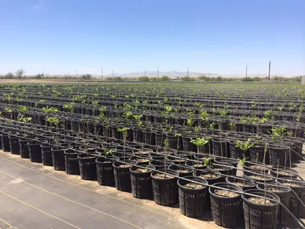 Civano nursery wholesale location