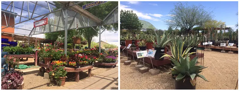 Civano nursery garden center pictures