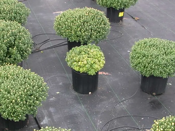  Pythium procedente de altas sales en mamás (Reynolds) PRO-MIX