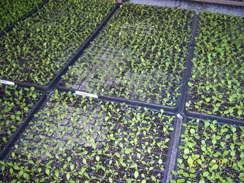 Formation de moisissure (Oedocephalum) sur des plantules