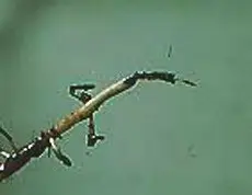 pythium root browning