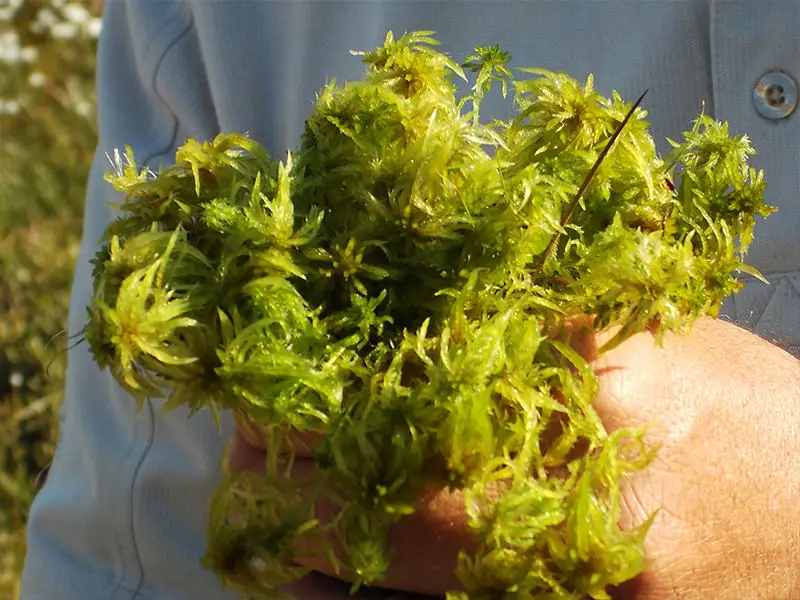 Vue rapprochee sur de la mousse de sphaigne