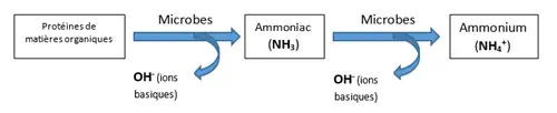 Mineralisation de proteines de matieres organiques en ammonium PRO-MIX