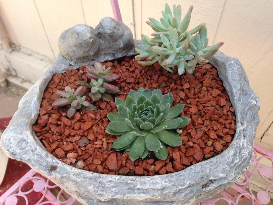 Mesquite Valley Growers Nursery succulent planter