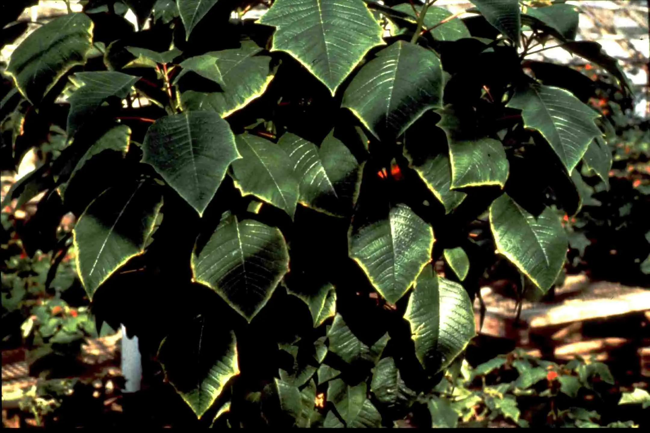  Carence en molybdène chez le poinsettia