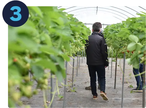 Conseiller technique qui suit la production de fraises de ses clients sur le terrain
