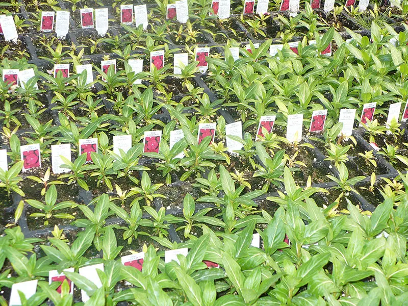 Este cultivo de vinca muestra plantas saludables normales entremezcladas con plantas cloroticas