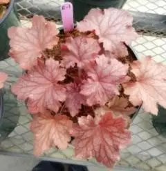 heuchera kira oak in 60/40 growing medium