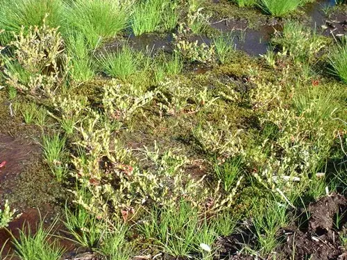 Restored peat bog that is slowly coming back to life