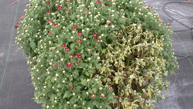 Pythium from high salts in mums (Reynolds) PRO-MIX