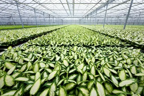Larges plantes en serre