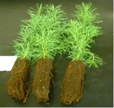 Rooted Douglas fir seedlings
