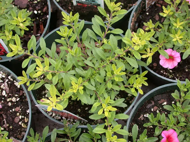 Carence en fer chez un calibrachoa