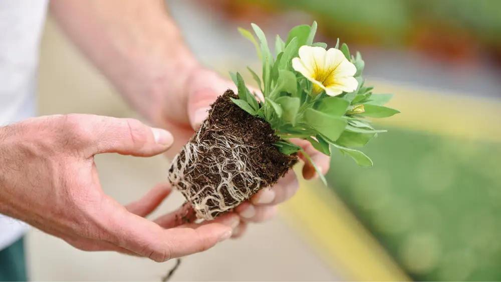 plantes horticoles fleuries rouges chez le producteur
