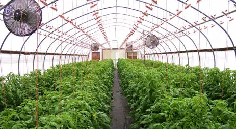 Horizontal air flow fans above tomatoes to help circulate air in the greenhouse