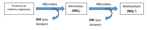 Nitrification de l'ammonium en nitrate par les bacteries du sol PRO-MIX