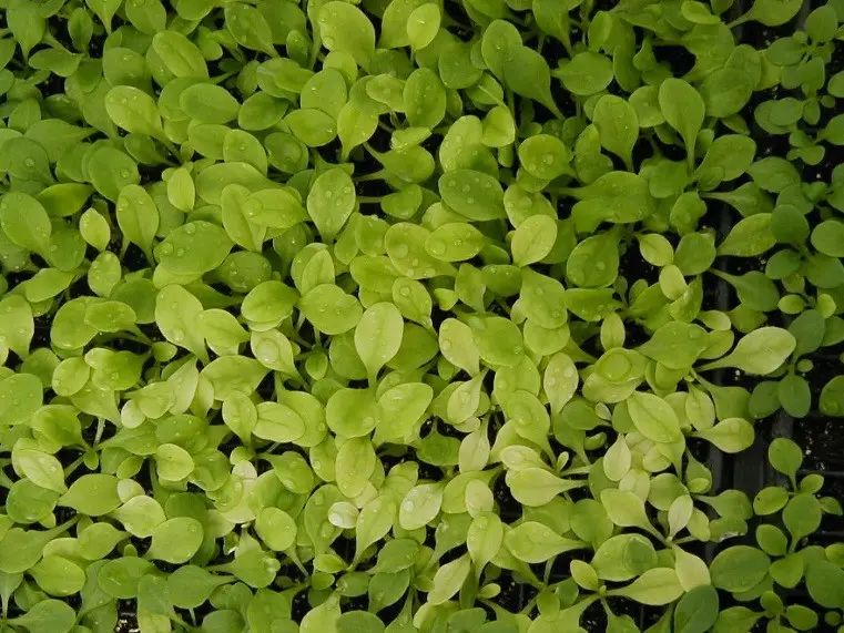 Example of iron deficiency in petunia plugs from high pH of growing medium caused by high water alkalinity and improper fertilizer selection