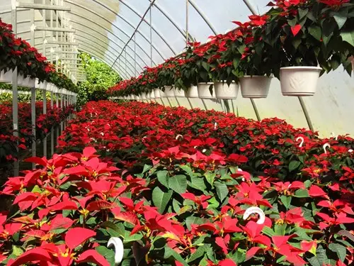 Ornamentales de Adjuntas PRO-MIX Poinsettias sold to Sam's Club Puerto Rico Walmart