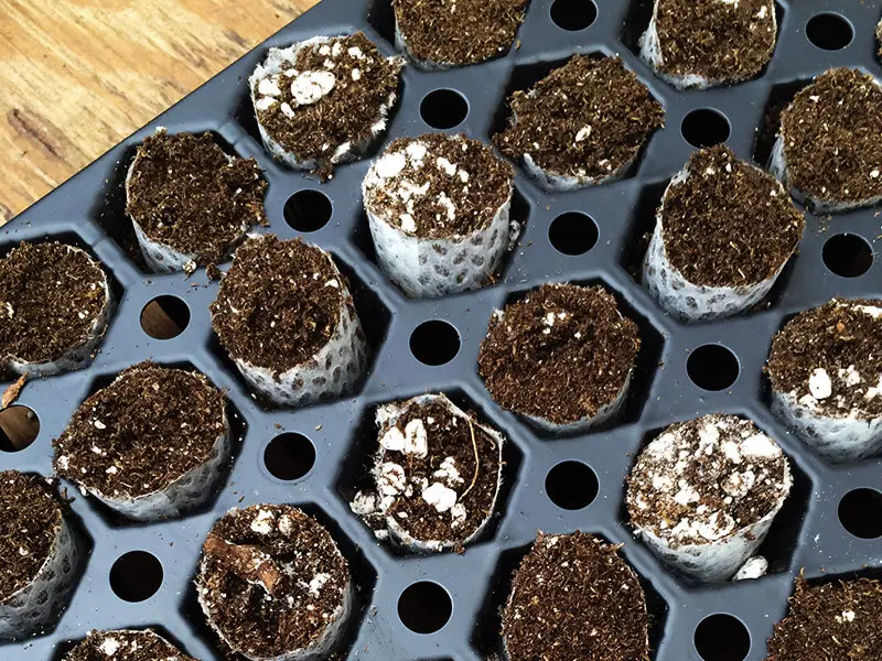 Plug trays with PRO-MIX YP