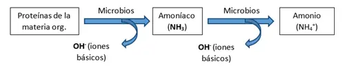 Mineralizacion de las proteinas de la materia organica a amonio disponible PRO-MIX