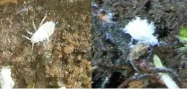 Root aphids with waxy layer and crystals