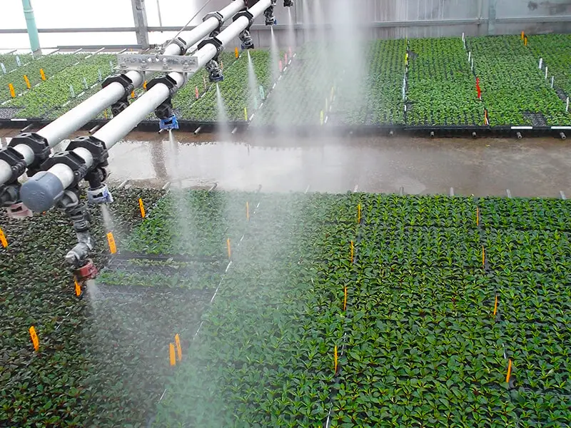 Misting, fogging young plants in greenhouse