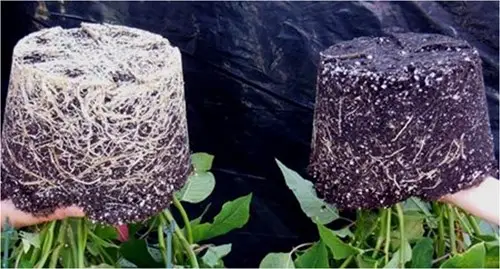  enracinement de poinsettia et pythium