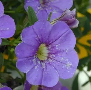 calibrachoa flower damaged by western flower thrip. Source: http://sunglogreenhouses.com/greenhouse_gardener/tag/western-flower-thrips/