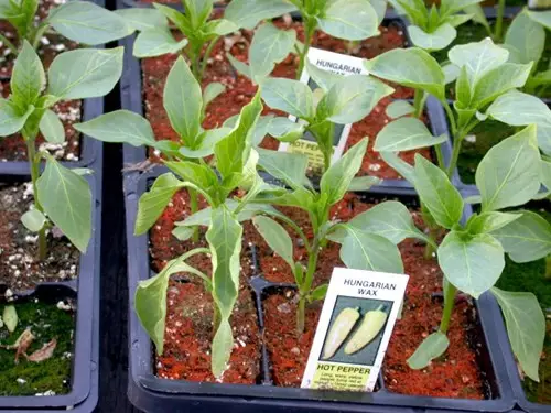 Exemple 1. Formation de moisissure (Ostracoderma) chez des piments forts