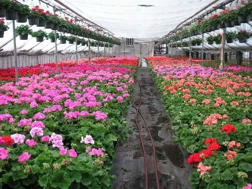 Un échantillon des superbes géraniums qui sont un incontournable chez Rudy and Son’s Greenhouse.