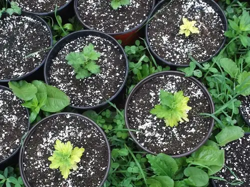 Mums con clorosis