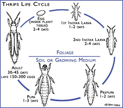 Ciclo de vida general de los trips.