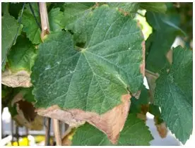 Toxicite en chlorure chez le raisin.