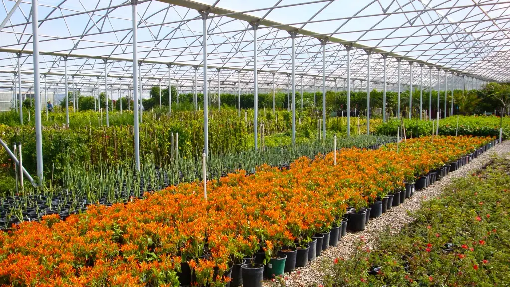 Mesquite Valley Growers Valley Native nursery