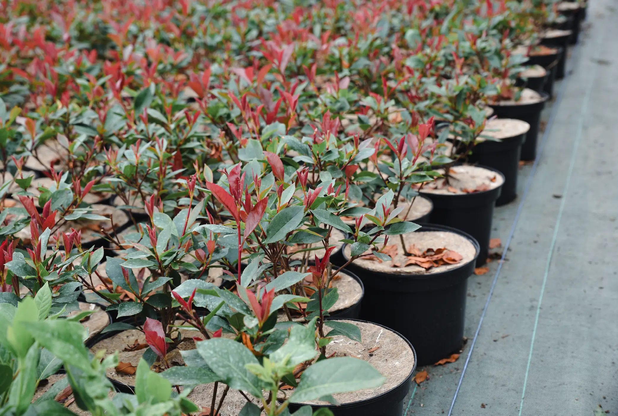 jeunes plants de pépinière en production 