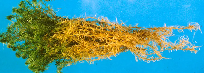 Growing sphagnum peat plant