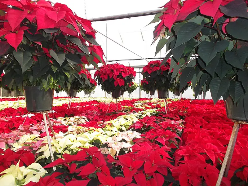 Cultivo de flor de pascua Lederers PRO-MIX Cultivo en invernadero