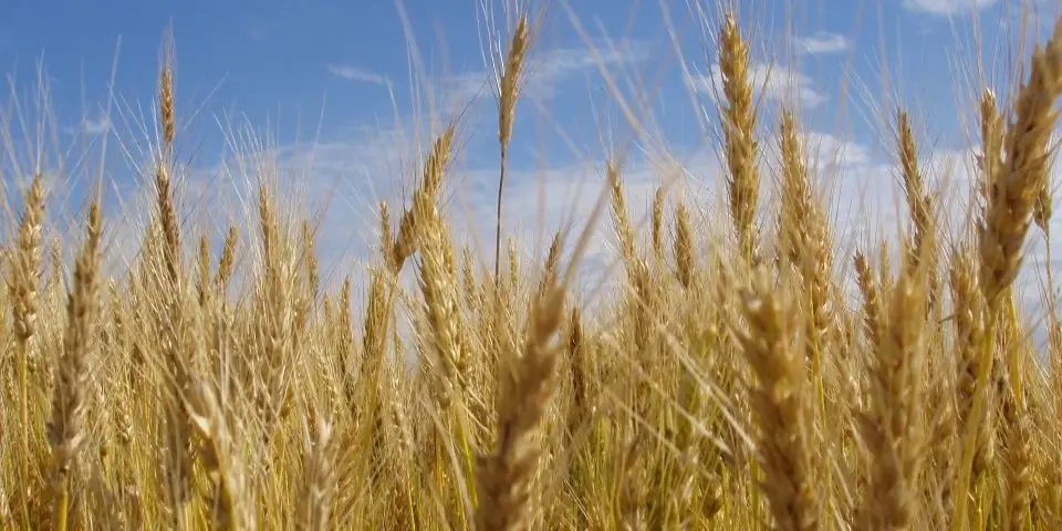Wheat