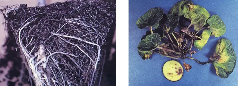  Marchitez por fusarium en ciclamen y pudrición de raíz en cordyline.