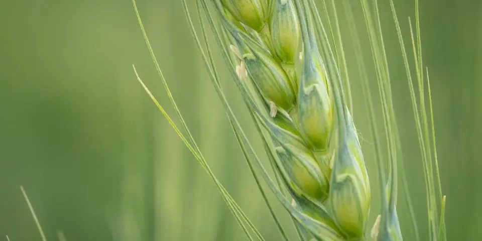 Durum wheat