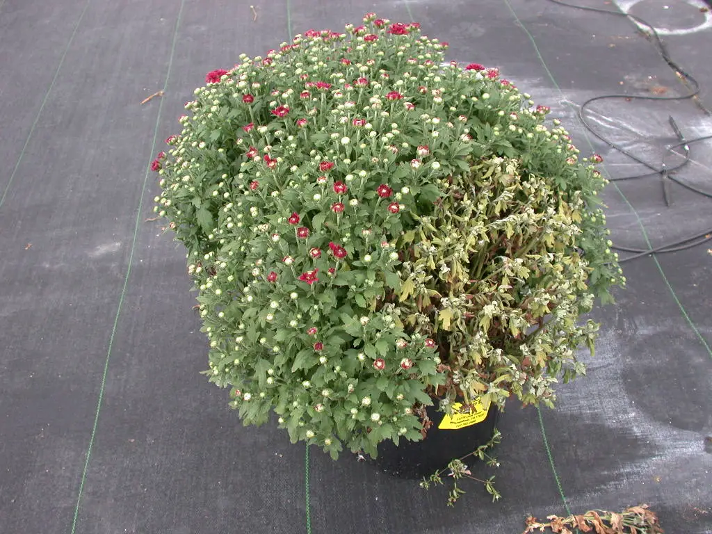  Pythium procedente de altas sales en madres PRO-MIX