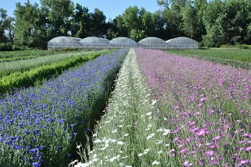  The Fresh Herb Company - Dépôts et serres