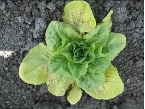  engrais de signe de brûlure romaine
