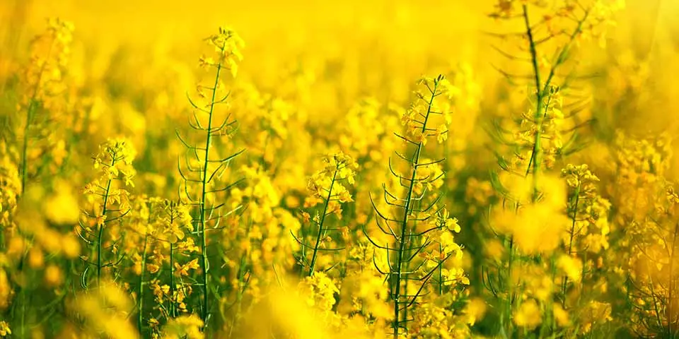 Canola