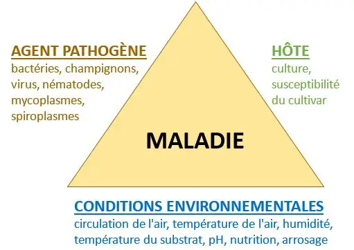 Triangle des maladies racinaires