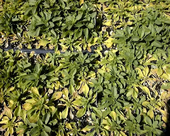 Fertilización de petunias desiguales.