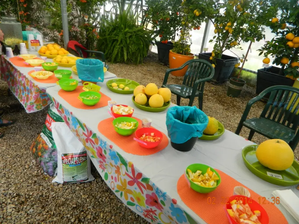 Mesquite Valley Growers Nursery Citrus tasting