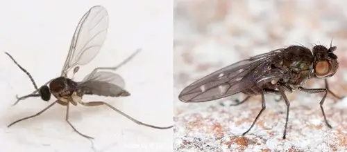 Shore fly vs Fungus Gnats